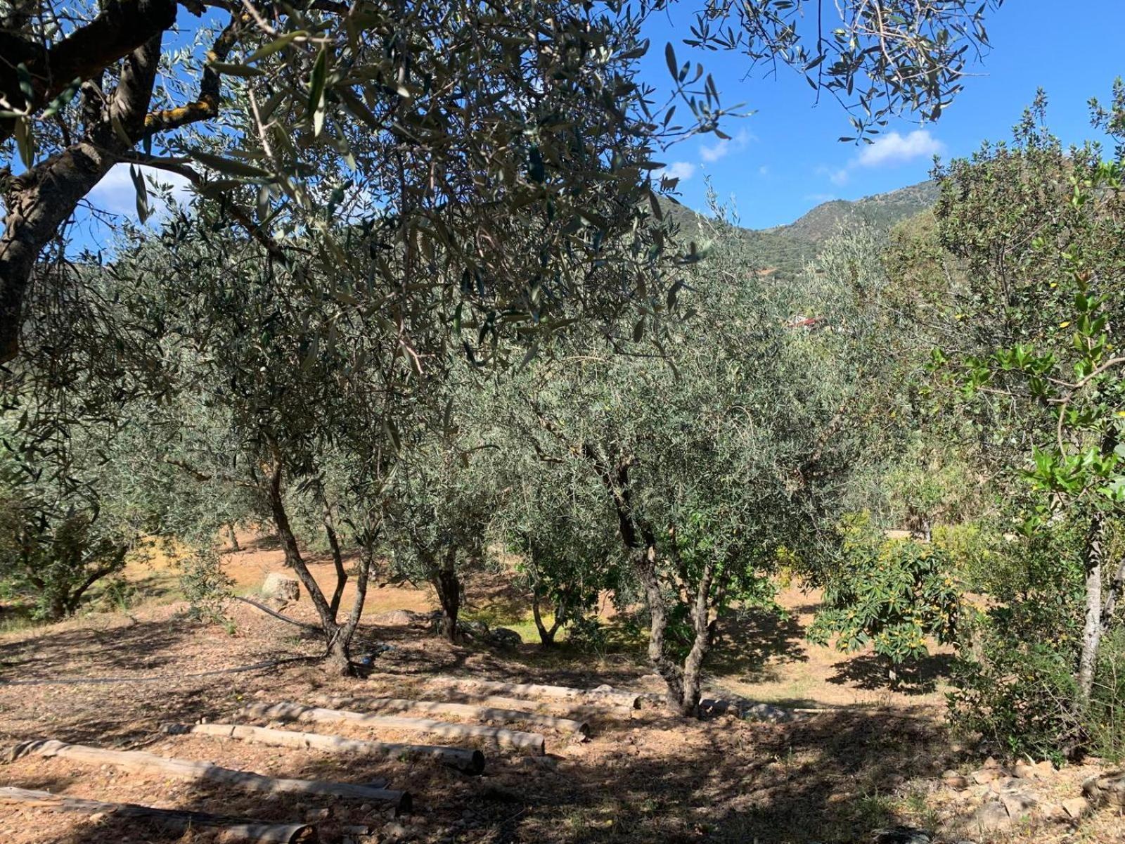 Villa immersa nel verde a pochi minuti dal mare Jerzu Esterno foto